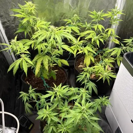 Cantina Band - Mephisto Genetics