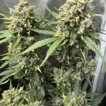 Cantina Band - Mephisto Genetics