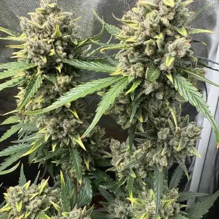 Cantina Band - Mephisto Genetics