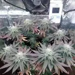 Kmintz Ripper Seeds Nano/Micro-Grow