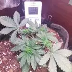 Kmintz Ripper Seeds Nano/Micro-Grow