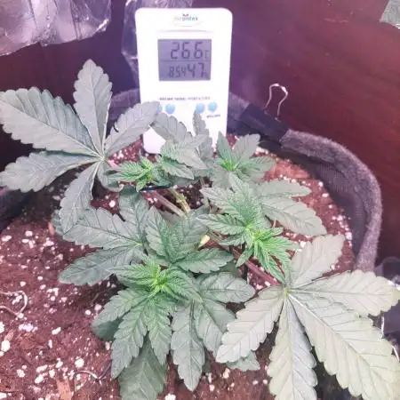 Kmintz Ripper Seeds Nano/Micro-Grow