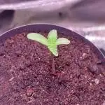 Kmintz Ripper Seeds Nano/Micro-Grow