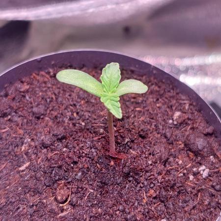 Kmintz Ripper Seeds Nano/Micro-Grow