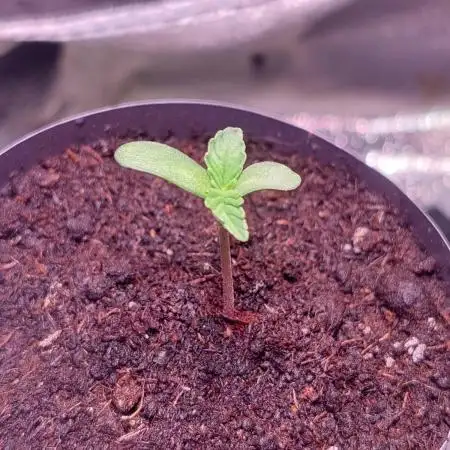 Kmintz Ripper Seeds Nano/Micro-Grow