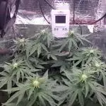 Kmintz Ripper Seeds Nano/Micro-Grow
