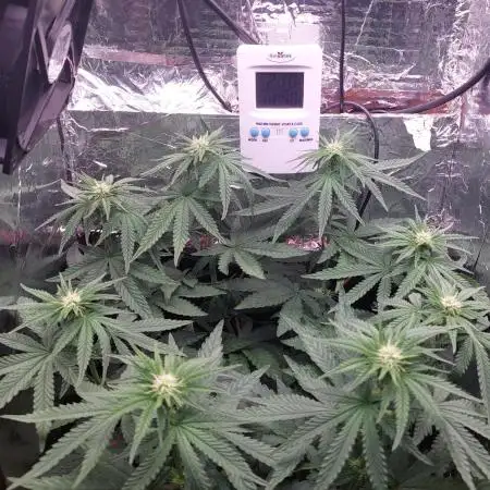 Kmintz Ripper Seeds Nano/Micro-Grow