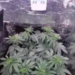 Kmintz Ripper Seeds Nano/Micro-Grow