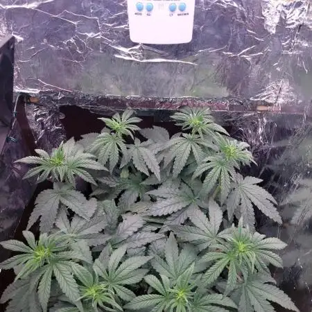 Kmintz Ripper Seeds Nano/Micro-Grow