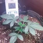 Kmintz Ripper Seeds Nano/Micro-Grow