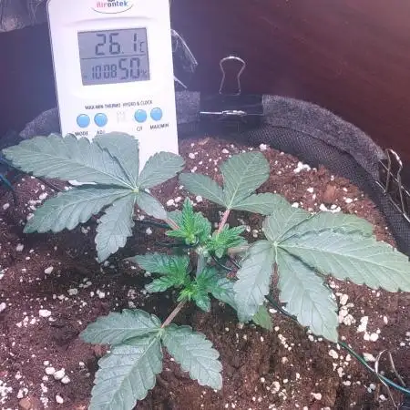 Kmintz Ripper Seeds Nano/Micro-Grow