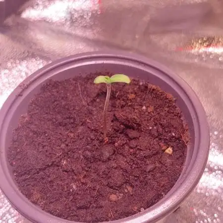 Kmintz Ripper Seeds Nano/Micro-Grow