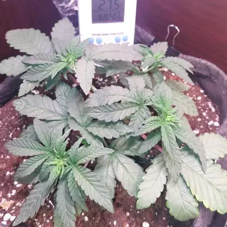 Kmintz Ripper Seeds Nano/Micro-Grow
