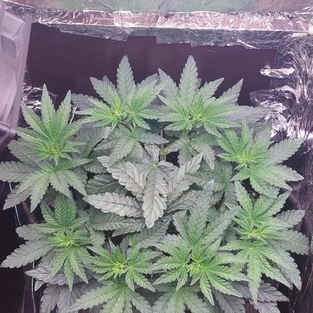 Kmintz Ripper Seeds Nano/Micro-Grow