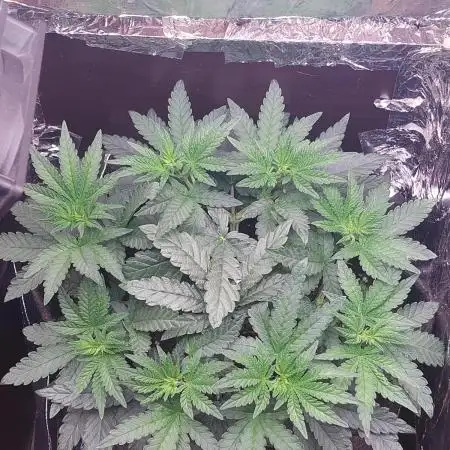 Kmintz Ripper Seeds Nano/Micro-Grow