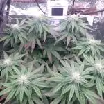 Kmintz Ripper Seeds Nano/Micro-Grow