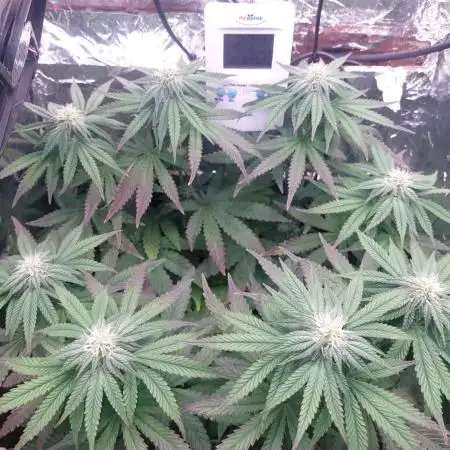 Kmintz Ripper Seeds Nano/Micro-Grow