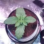 Kmintz Ripper Seeds Nano/Micro-Grow