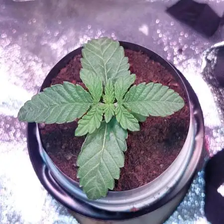 Kmintz Ripper Seeds Nano/Micro-Grow