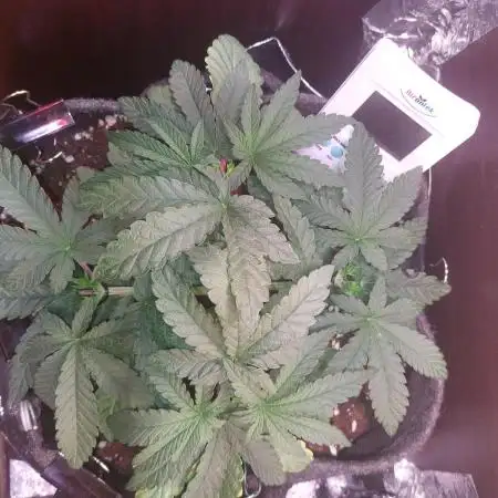 Kmintz Ripper Seeds Nano/Micro-Grow