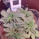 Kmintz Ripper Seeds Nano/Micro-Grow