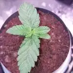 Kmintz Ripper Seeds Nano/Micro-Grow