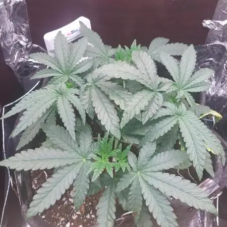 Kmintz Ripper Seeds Nano/Micro-Grow