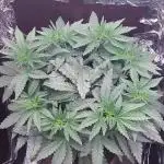 Kmintz Ripper Seeds Nano/Micro-Grow