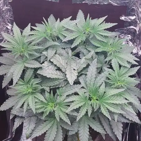 Kmintz Ripper Seeds Nano/Micro-Grow