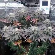 Kmintz Ripper Seeds Nano/Micro-Grow
