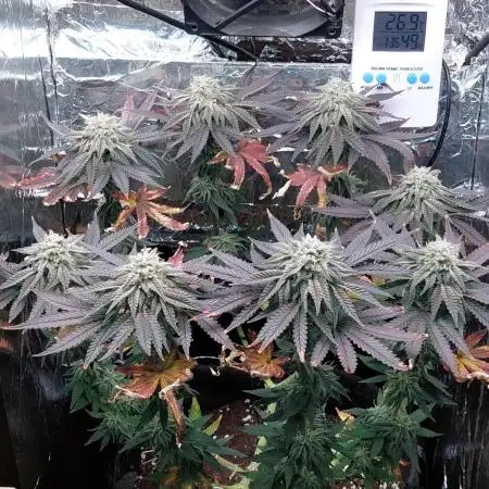 Kmintz Ripper Seeds Nano/Micro-Grow