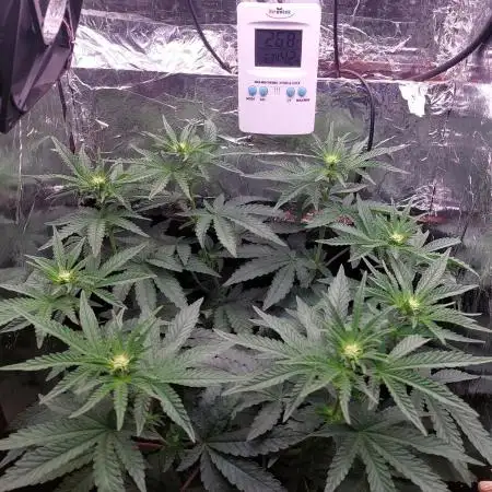 Kmintz Ripper Seeds Nano/Micro-Grow