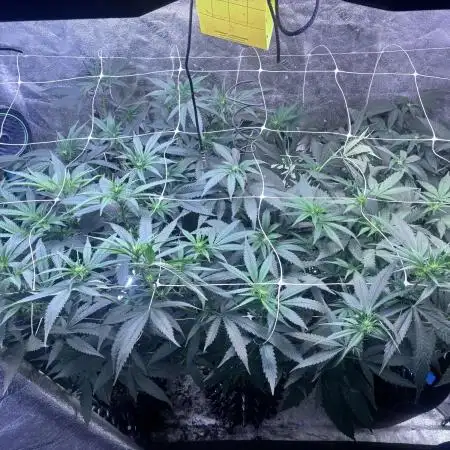 Grow4Show