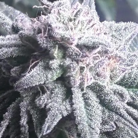 Grow4Show