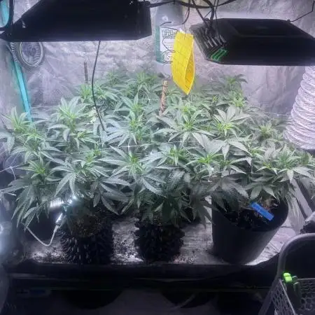 Grow4Show