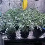 Grow4Show