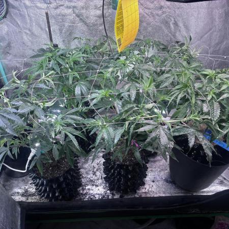 Grow4Show