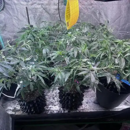 Grow4Show