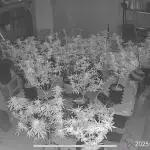 Grow4Show