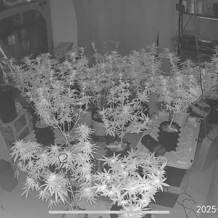 Grow4Show