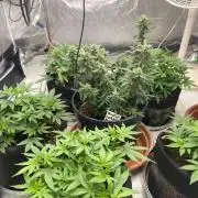 Louisiana Made Texas Paid