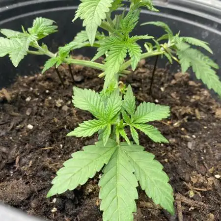 First time RQS & BARNEYS FARM