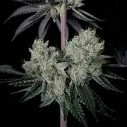 Purple Headies Pheno Hunt
