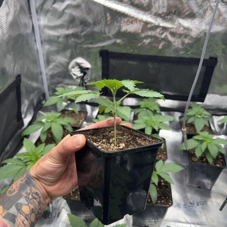 Rebel Grown in My Town