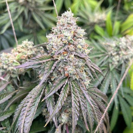 Rebel Grown in My Town