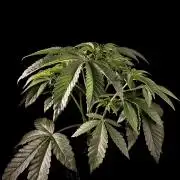 Learning with RIDGELION