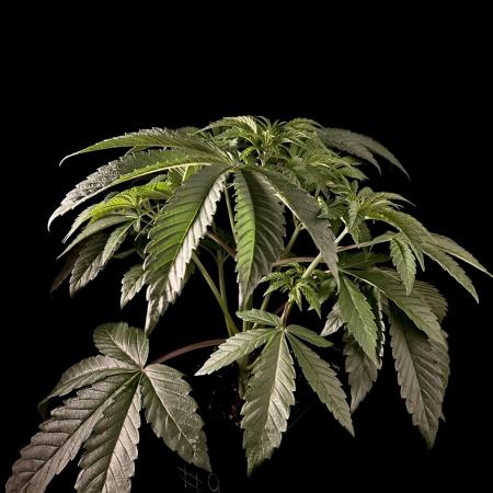 Learning with RIDGELION