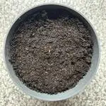Nutter Butter Craft Cultivation