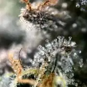 The Jet Puft Experiment