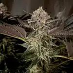 Flavor & Power: A Controlled Grow